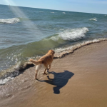 Top Things to Do in Holland, MI This Spring